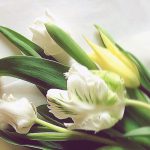 featured_chajin__tulips2022-1.jpg